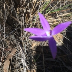 Glossodia major (Wax Lip Orchid) at Canberra Central, ACT - 16 Oct 2016 by ibaird
