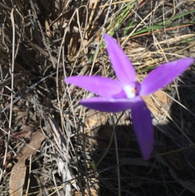 Glossodia major (Wax Lip Orchid) at Point 76 - 16 Oct 2016 by ibaird