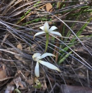 Caladenia ustulata at Undefined Area - suppressed