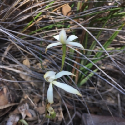 Caladenia ustulata (Brown Caps) at Canberra Central, ACT - 16 Oct 2016 by ibaird