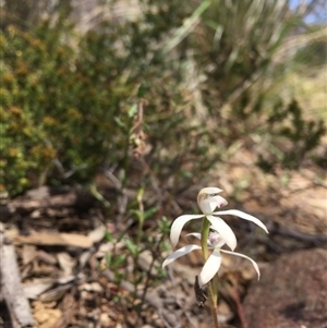 Caladenia ustulata at Undefined Area - suppressed