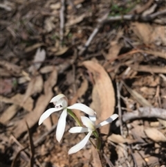 Caladenia ustulata at Undefined Area - suppressed