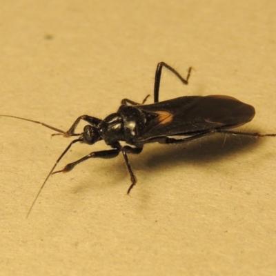 Peirates sp. (genus) (Yellow-spot Assassin Bug) at Conder, ACT - 18 Nov 2015 by MichaelBedingfield