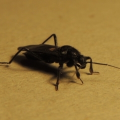 Peirates sp. (genus) at Conder, ACT - 18 Nov 2015 10:07 PM