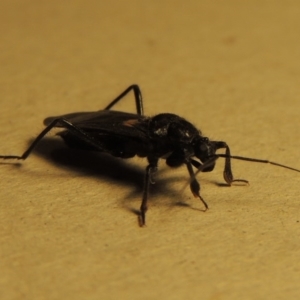 Peirates sp. (genus) at Conder, ACT - 18 Nov 2015 10:07 PM