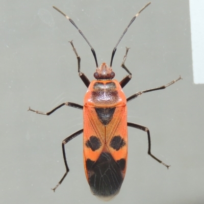 Physopelta australis (A bordered plant bug) at Conder, ACT - 22 Mar 2015 by michaelb