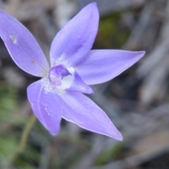 Glossodia major (Wax Lip Orchid) at Molonglo Valley, ACT - 13 Oct 2016 by Ryl