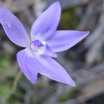 Glossodia major (Wax Lip Orchid) at Molonglo Valley, ACT - 13 Oct 2016 by Ryl