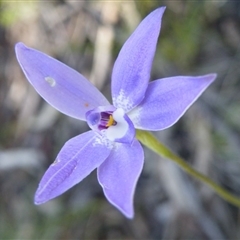 Glossodia major at Point 5515 - suppressed