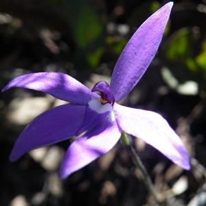 Glossodia major at Point 5515 - suppressed