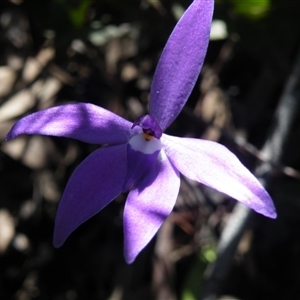 Glossodia major at Point 5515 - suppressed