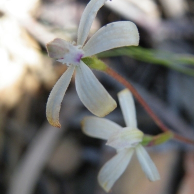 Caladenia ustulata (Brown Caps) at Molonglo Valley, ACT - 13 Oct 2016 by Ryl