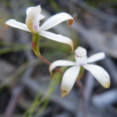 Caladenia ustulata at Undefined Area - suppressed