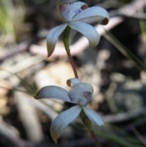 Caladenia ustulata at Undefined Area - suppressed