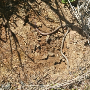 Aprasia parapulchella at Molonglo River Reserve - suppressed