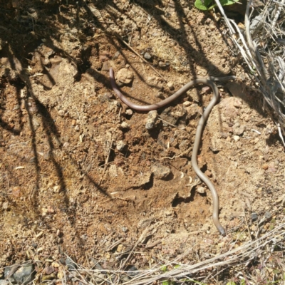 Aprasia parapulchella (Pink-tailed Worm-lizard) at Molonglo River Reserve - 14 Jan 2016 by RichardMilner