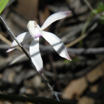 Caladenia ustulata (Brown Caps) at Black Mountain - 13 Oct 2016 by Ryl