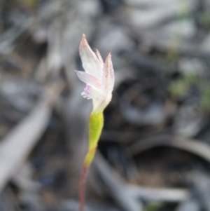 Caladenia ustulata at Acton, ACT - 14 Oct 2016