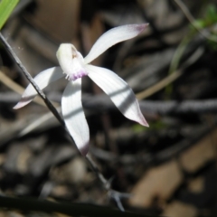Caladenia ustulata (Brown caps) at Acton, ACT - 13 Oct 2016 by Ryl