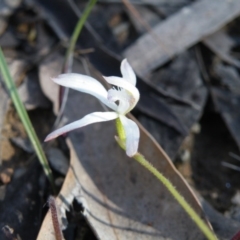 Caladenia ustulata at Acton, ACT - 14 Oct 2016