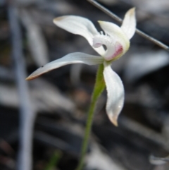 Caladenia ustulata at Acton, ACT - suppressed