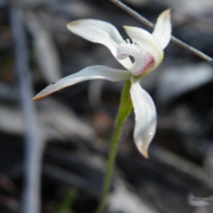 Caladenia ustulata at Acton, ACT - 14 Oct 2016