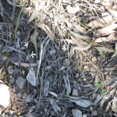 Caladenia ustulata at Acton, ACT - 14 Oct 2016