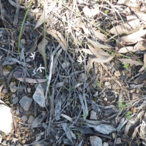 Caladenia ustulata at Acton, ACT - 14 Oct 2016