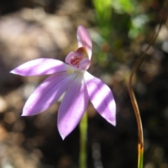 Caladenia carnea (Pink Fingers) at Molonglo Valley, ACT - 13 Oct 2016 by Ryl
