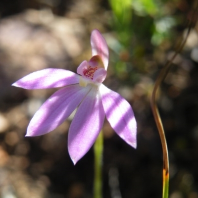 Caladenia carnea (Pink Fingers) at Black Mountain - 13 Oct 2016 by Ryl