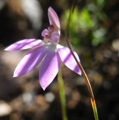 Caladenia carnea at Undefined Area - suppressed