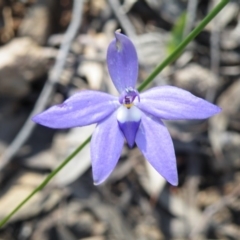 Glossodia major (Wax Lip Orchid) at Acton, ACT - 14 Oct 2016 by Ryl