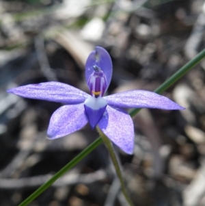 Glossodia major at Acton, ACT - suppressed