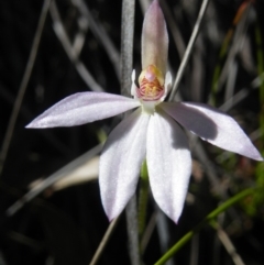 Caladenia carnea (Pink Fingers) at Molonglo Valley, ACT - 3 Jan 2016 by Ryl