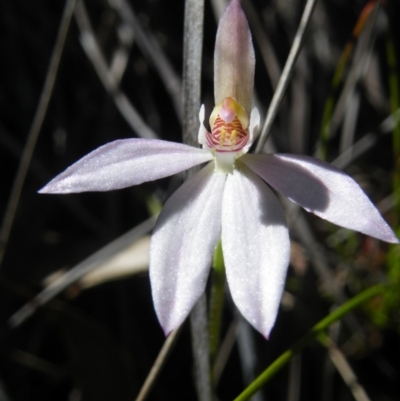 Caladenia carnea (Pink Fingers) at Black Mountain - 3 Jan 2016 by Ryl