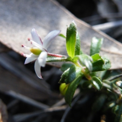 Rhytidosporum procumbens (White Marianth) at Black Mountain - 13 Oct 2016 by Ryl