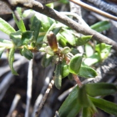 Rhytidosporum procumbens at Undefined Area - 14 Oct 2016 12:00 AM