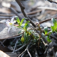 Rhytidosporum procumbens at Undefined Area - 14 Oct 2016 12:00 AM