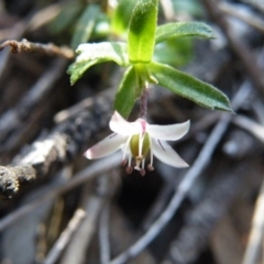 Rhytidosporum procumbens at Undefined Area - 14 Oct 2016 12:00 AM