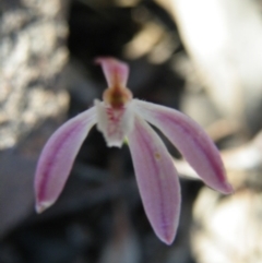 Caladenia fuscata (Dusky Fingers) at Molonglo Valley, ACT - 13 Oct 2016 by Ryl