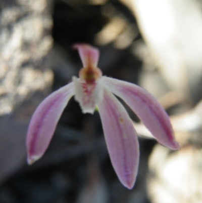 Caladenia fuscata (Dusky Fingers) at Molonglo Valley, ACT - 13 Oct 2016 by Ryl