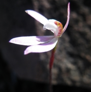 Caladenia fuscata at Point 5515 - suppressed