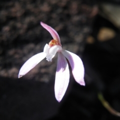 Caladenia fuscata at Point 5515 - suppressed