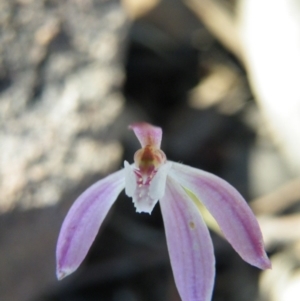 Caladenia fuscata at Point 5515 - suppressed