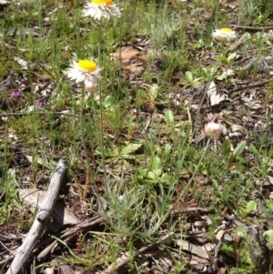 Leucochrysum albicans subsp. tricolor at Majura, ACT - 17 Oct 2016