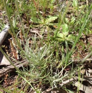 Leucochrysum albicans subsp. tricolor at Majura, ACT - 17 Oct 2016