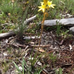 Bulbine sp. at Mount Majura - 17 Oct 2016 by Floramaya