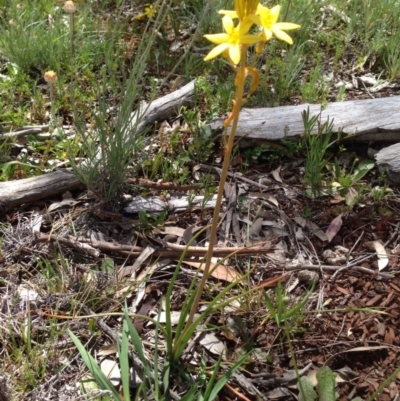 Bulbine sp. at Mount Majura - 17 Oct 2016 by Floramaya