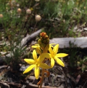 Bulbine sp. at Majura, ACT - 17 Oct 2016