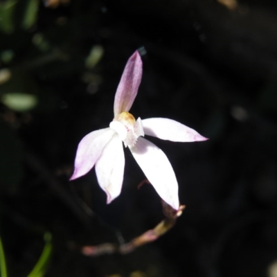 Caladenia fuscata (Dusky Fingers) at Molonglo Valley, ACT - 13 Oct 2016 by Ryl
